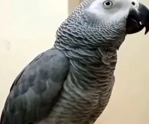 آواز شاد؛ این طوطی انقد خوب کل میکشه و سوت میزنه جون میده ببریش مجلس گرم کنی کنه