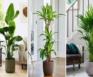 گیاهان آپارتمانی مناسب افراد مبتدی و صفر کیلومتر در پرورش گل و گیاه؛ جان سخت و بادوام