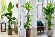 گیاهان آپارتمانی مناسب افراد مبتدی و صفر کیلومتر در پرورش گل و گیاه؛ جان سخت و بادوام