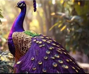 کارخانه حیوانات؛ ژن طاووس با پرنده های زینتی ترکیب زدن برا به دست آوردن نسل جدید