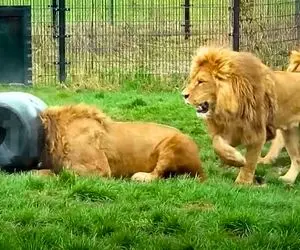 مستند حیات وحش؛ شیر احمق سرش تو بشکه گیر کرد وحشی بود وحشی تر شد