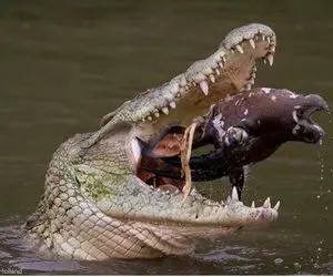 از جذابیت‌های حیات وحش؛ عطش تمساح واسه کشتنه نه خوردن بعد خفه کردن خوک میره پی کارش