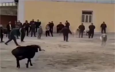 طنز حیات وحش؛ سرشاخ شدن بزها واگیر داشت رسید به صاحباشون