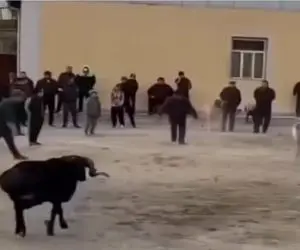 طنز حیات وحش؛ سرشاخ شدن بزها واگیر داشت رسید به صاحباشون