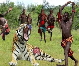 جنگجویان طبیعت؛ ببر از گشنگی به گله دام حمله کرد مردم با تبر نصفش کردن