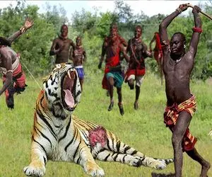 جنگجویان طبیعت؛ ببر احمق از گشنگی به گله دام حمله کرد مردم با تبر نصفش کردن