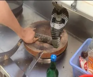 غذای چندش؛ مارو مثل خیار پوست میکنه با سیر و پیاز و گوجه مزه دار میکنه 