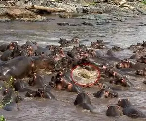 مستند حیات وحش؛ تمساح نگون بخت وارد قلمرو اسب‌ های آبی شد و ۳۰ اسب آبی ریختن سرش