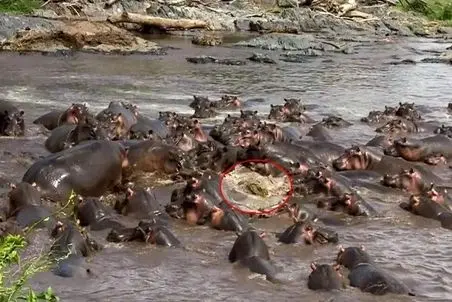 مستند حیات وحش؛ تمساح نگون بخت وارد قلمرو اسب‌ های آبی شد و ۳۰ اسب آبی ریختن سرش