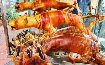 فرآوری سگ؛ فربه سازی سگ نه برای حراست بلکه برای شکم چرانی حرام خورها