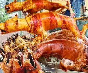 فرآوری سگ؛ فربه سازی سگ نه برای حراست بلکه برای شکم چرانی حرام خورها