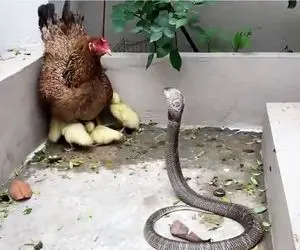 بدایع حیات وحش؛ مرغ عین ماست وامیسه مار جوجه هاشو ببلعه