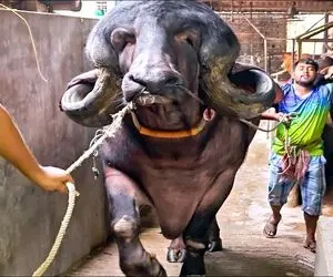 فرآوری گاو؛ گاو نر جوری هیبت داره که وارد طویله شه همه ماده گاو ها به صف میشن