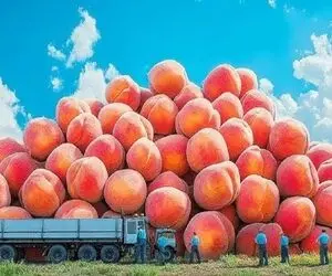 کشاورزی نوین؛ توی آمریکا با تجهیزات مدرن 1000 تن هلو کاشتن عین گوشواره آویزون درخت