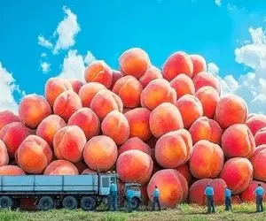 کشاورزی نوین؛ توی آمریکا با تجهیزات مدرن 1000 تن هلو کاشتن عین گوشواره آویزون درخت