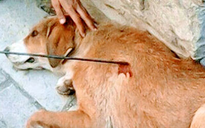 (عکس) حیوان آزاری و زجرکش کردن سگ در رضوانشهر گیلان
