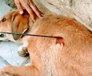 (عکس) حیوان آزاری و زجرکش کردن سگ در رضوانشهر گیلان