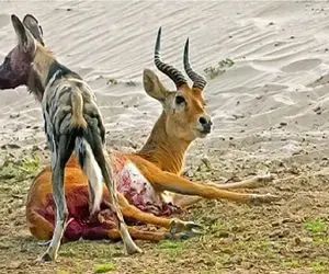 مستند حیات وحش؛ کفتار سگ صفت آهو رو با بچه تو شکمش زمین گیر کرد