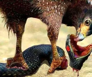 شاهکار حیات وحش؛ پیتون غول خواست عقاب ببلعه اون با منقار کله شو کند تناول کرد