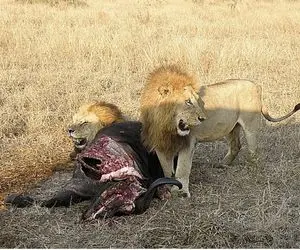 شاهکار حیات وحش؛ شیرهای سباع اول بوفالو رو شرحه شرحه کردن و بعد بچشو بلعیدن