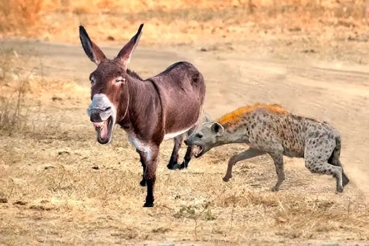 مستند حیات وحش؛ خر؛ کفتار