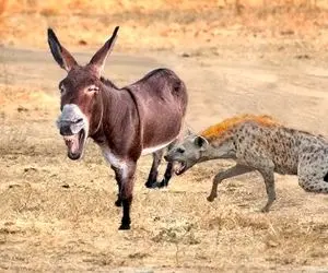 مستند حیات وحش؛ خر؛ کفتار