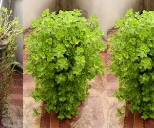 ایده های خلاقانه؛ بطری های پلاستیکی آب معدنی رو دور ننداز توش نعناع بکار عالی میشه