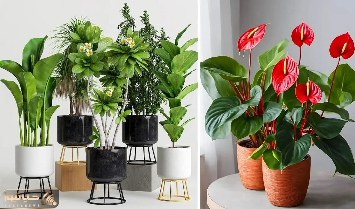 گیاهان آپارتمانی مناسب جلوی در ورودی واحد؛ انتخاب هایی شیک و مقاوم در محیط نیمه روشن