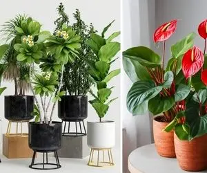 گیاهان آپارتمانی مناسب جلوی در ورودی واحد؛ انتخاب هایی شیک و مقاوم در محیط نیمه روشن