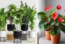 گیاهان آپارتمانی مناسب جلوی در ورودی واحد؛ انتخاب هایی شیک و مقاوم در محیط نیمه روشن