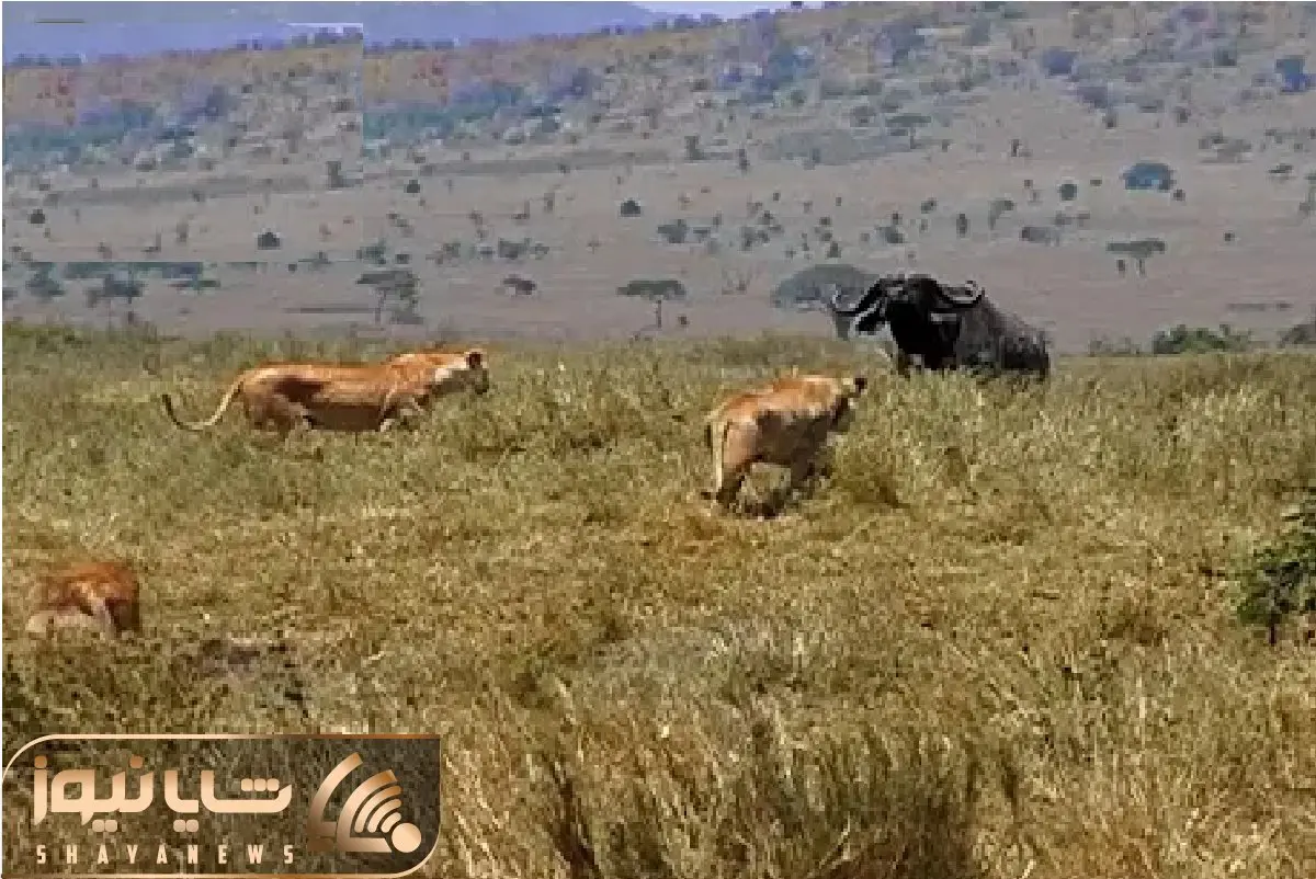 حیات وحش بی رحم؛ تلاش مصرانه شیر برای شکار کل یالدار رمیده