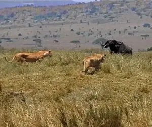 حیات وحش بی رحم؛ تلاش مصرانه شیر برای شکار کل یالدار رمیده