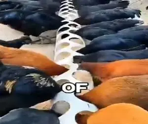 دامداری نوین؛ عوض این که غذای مرغا رو یلخی بپاشه کثیفی شه با لوله پولیکا غذاخوری ساخت