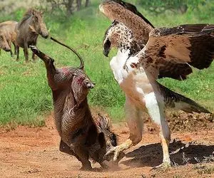 دیدنی راز بقا؛ کرکس لاشخور سفاک با یه پا چشم گراز وحشی رو از کاسه درآورد خورد