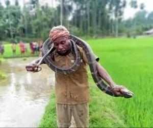 لحظات خوفناک؛ آقاهه واقعا کله خره مار کبرای سمی رو برداشته پیچونده دور گردنش