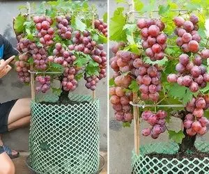 کشاورزی نوین؛ روی آلوئه ورا انگور پیوند زدن تو خاکش نوشابه ریختن شده اندازه گردو