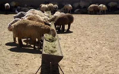 قیمت دام زنده امروز 10 مهر 1404 / دام گران شد + جدول