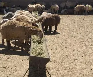 قیمت دام زنده امروز 10 مهر 1404 / دام گران شد + جدول