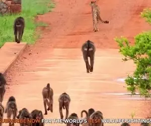 مستند حیات وحش؛ 50 بابون و 2 یوزپلنگ