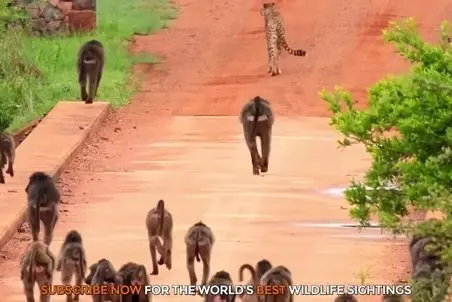 مستند حیات وحش؛ 50 بابون و 2 یوزپلنگ