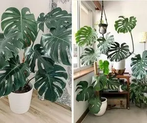 راهنمای نگهداری از گیاه برگ انجیری / با رعایت این نکات مهم رشد گیاه رو دو برابر کنید