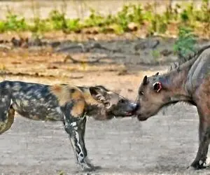 مستند حیات وحش؛ سعی دو گوساله بوفالو برای مبارزه با سگ‌های وحشی