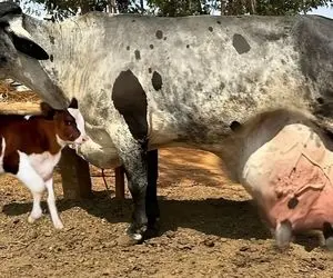 فرآوری گاو؛ این گاو قهرمان شیردهی دنیاس و هر چقدر بدوشن انگار شیرش بیشتر میشه