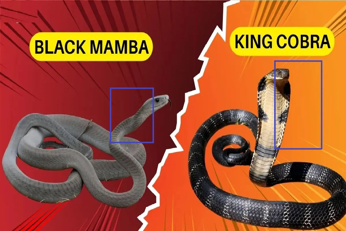 سگ