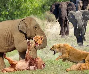 جذابیت حیات وحش؛ فیل سفاک حوصله اش سر رفت با عاجش شیر شریرو توله شو لهیده کرد