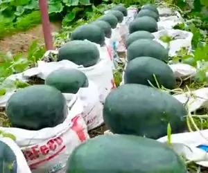 کشاورزی نوین؛ هندوانه رو جای زمین تو گونه کاشته حسابی هم درشت شده هر کدومش 10 کیلوئه