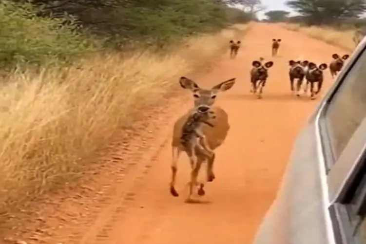 معماری طبیعت؛ آهوی هراسون از ترس کفتارهایی که دنبالشن حضانت بچه اشو واگذار کرد