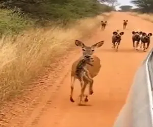 معماری طبیعت؛ آهوی هراسون از ترس کفتارهایی که دنبالشن حضانت بچه اشو واگذار کرد