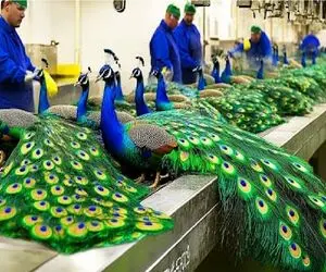 فرآوری طاووس؛ کشاورزان چینی از خیره کننده ترین پرنده هم سود می برد