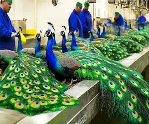 فرآوری طاووس؛ کشاورزان چینی از خیره کننده ترین پرنده هم سود می برد